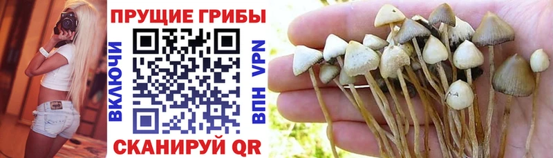 где можно купить   Бологое  Псилоцибиновые грибы мицелий 